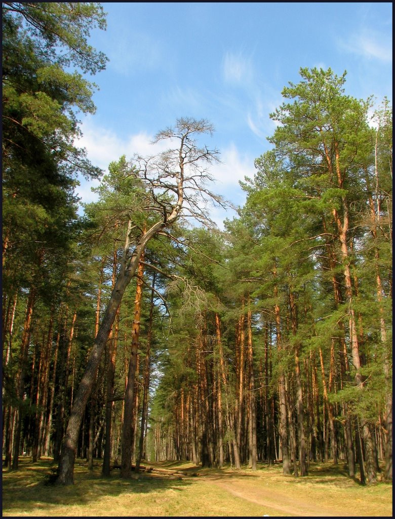 Дорожкка через лес (The path through the woods)