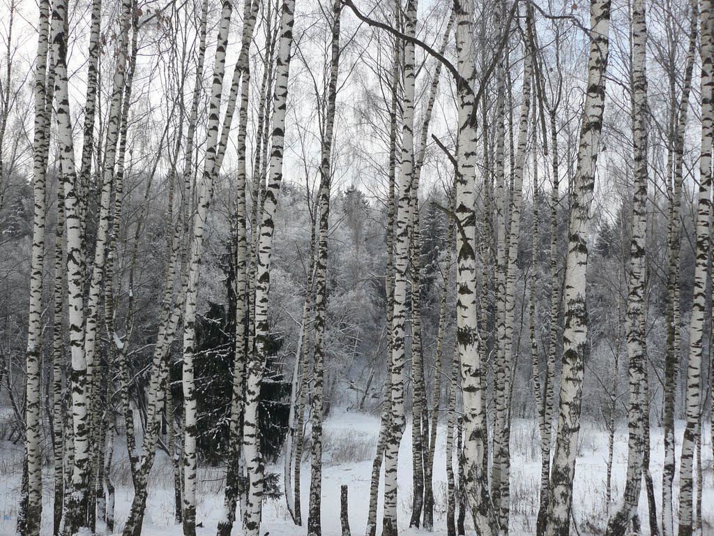 Берёзки