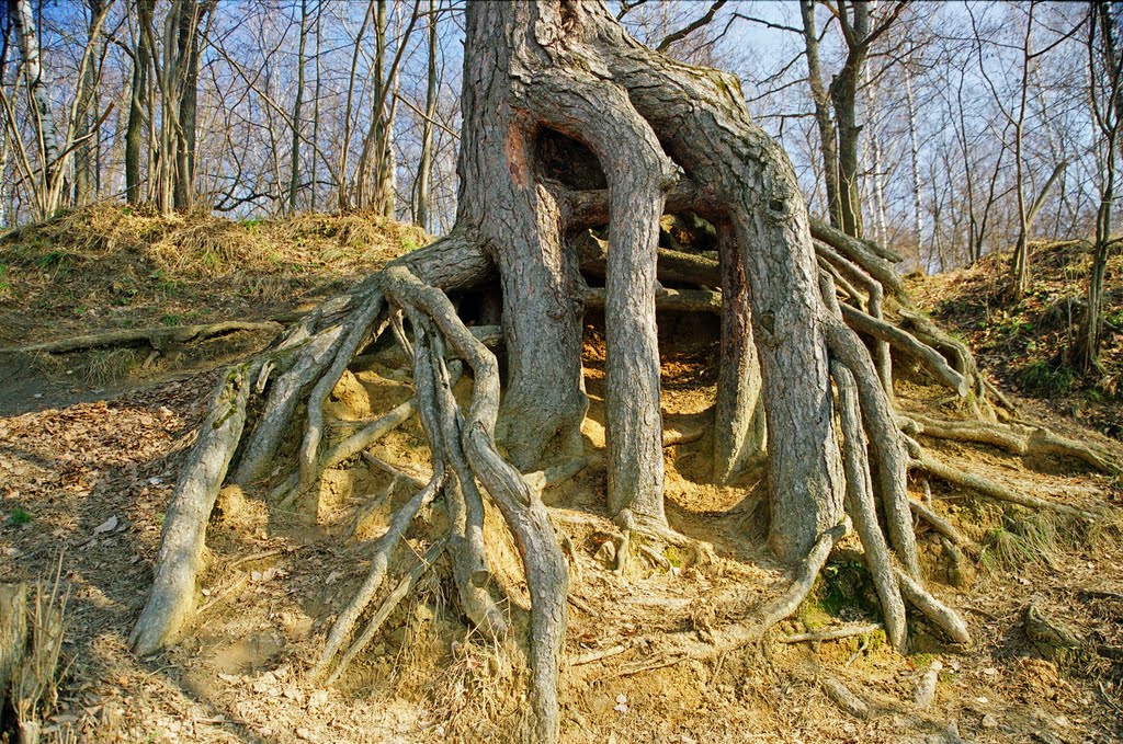 Корни.Борьба