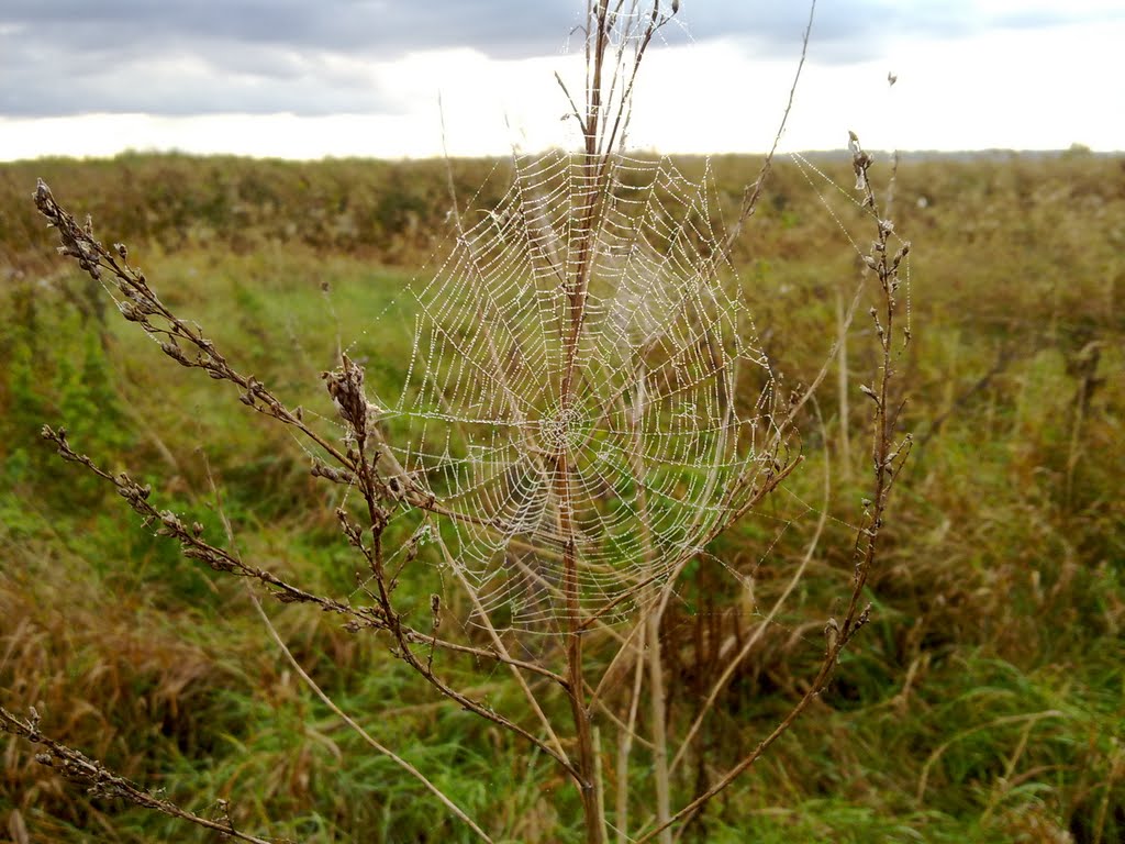 Паутинка