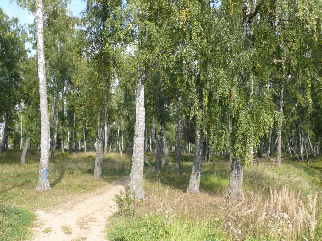 Таруса. Роща.