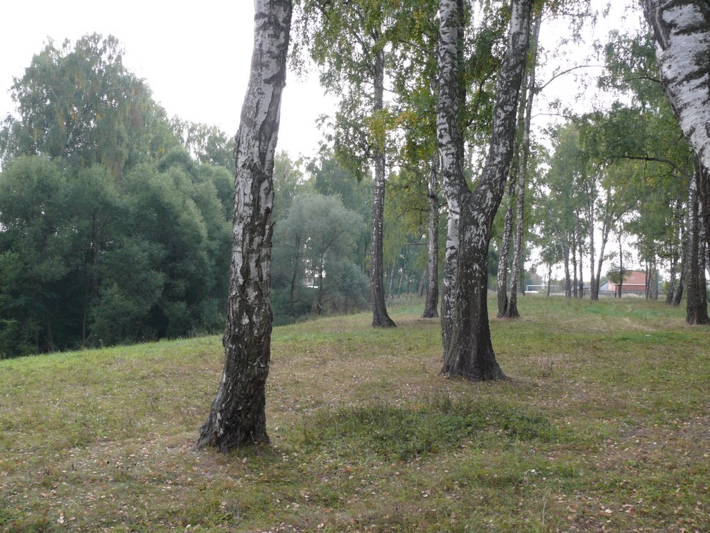 Таруса. Роща.