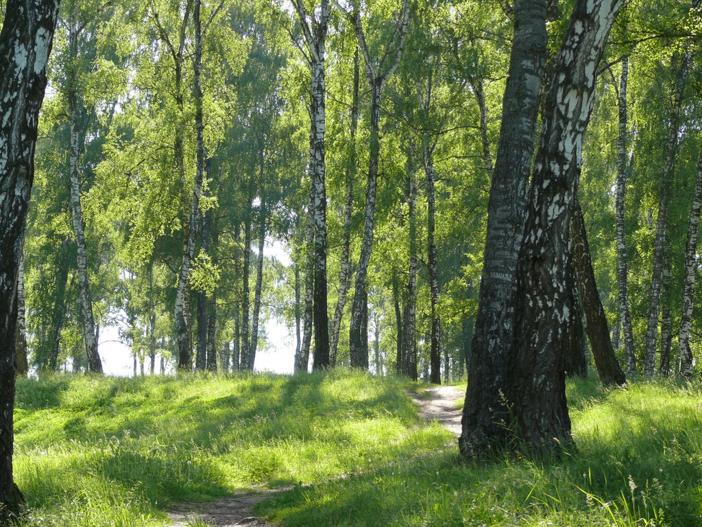 Таруса. Роща.