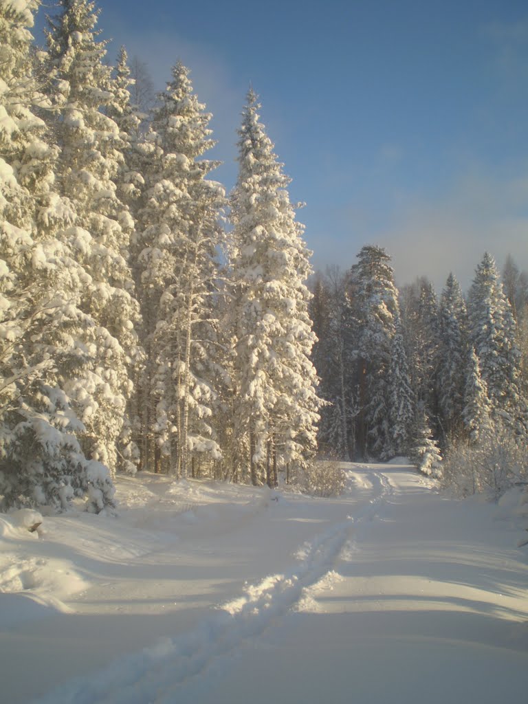 Ели