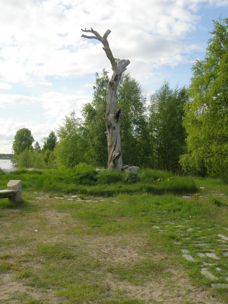 Pine of Lennrot
