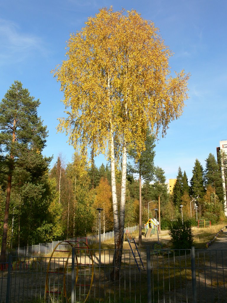 Костомукша. Березка.