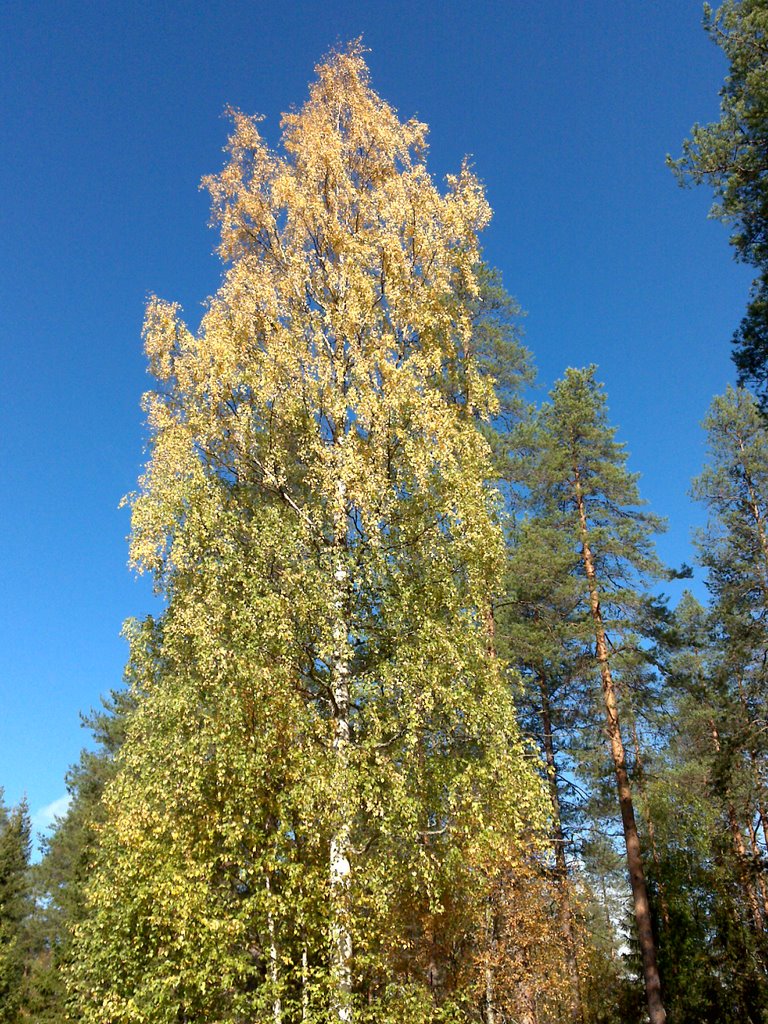 Костомукша. ул. Звездная. Березка.