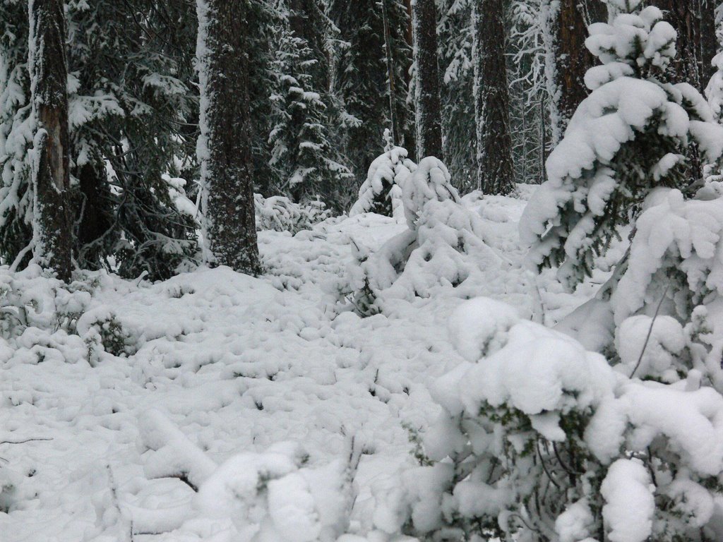 Костомукша.  Первый снег...