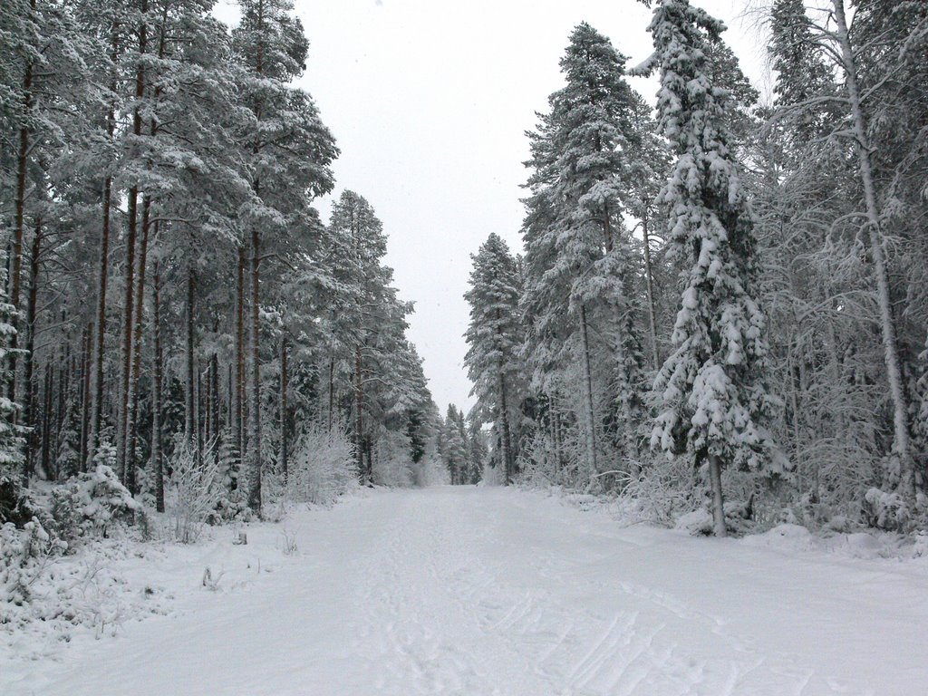 Костомукша.  Первый снег...