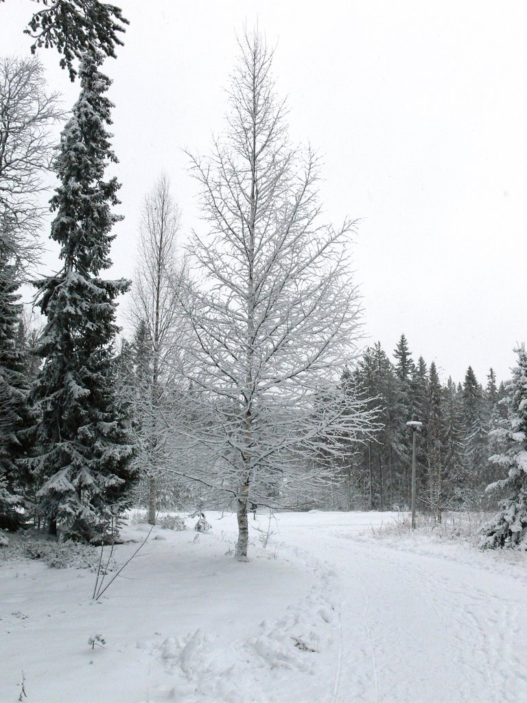 Костомукша.  Первый снег...