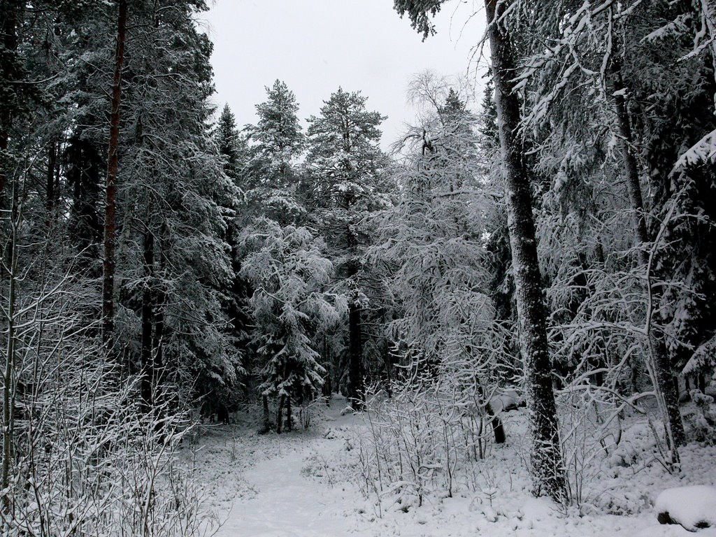 Костомукша.  Первый снег...