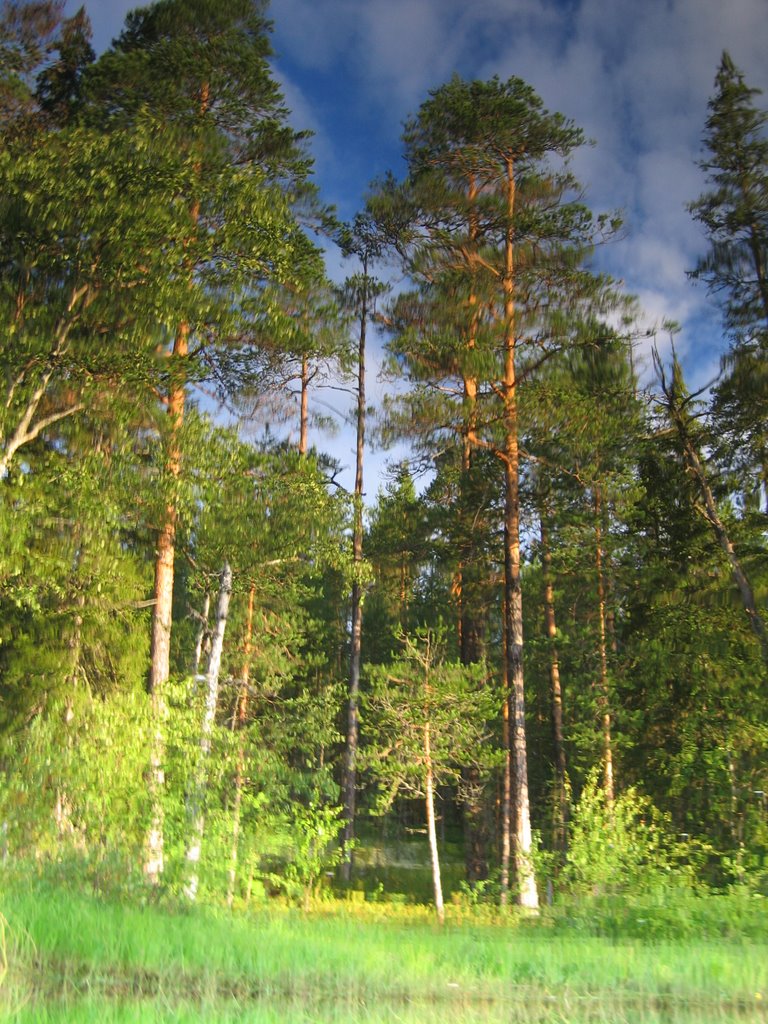 Подводный лес