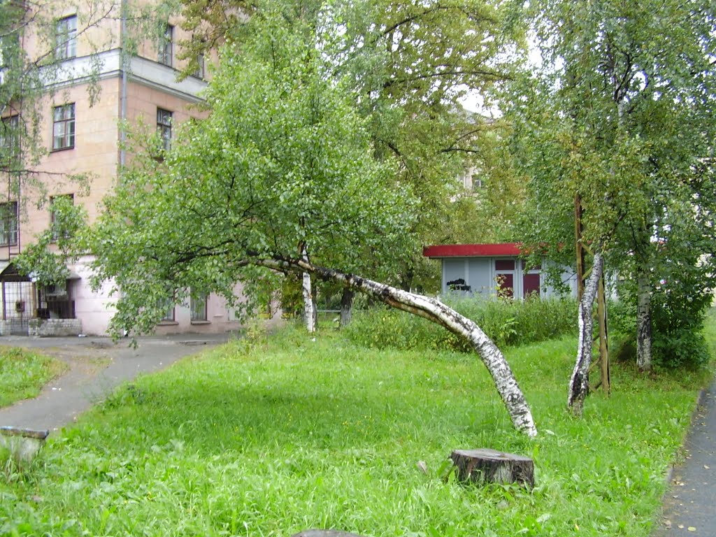 Карельская берёзка