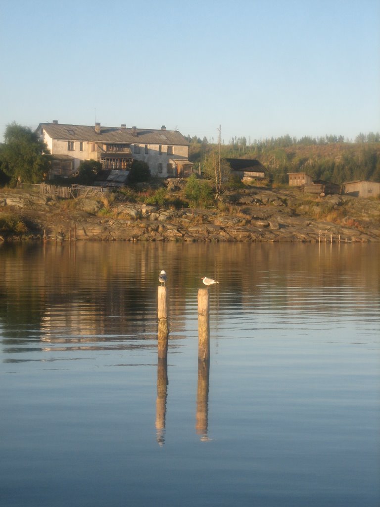 Seagulls at the sea of Ladoga