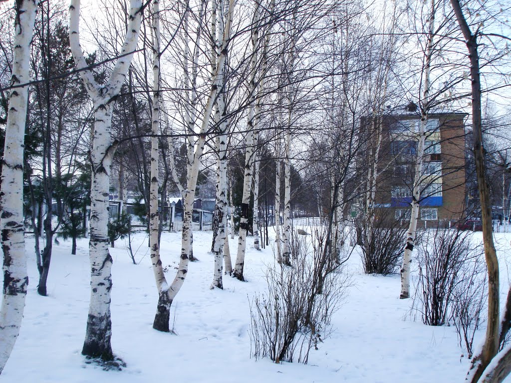 Аллея в  школе №8
