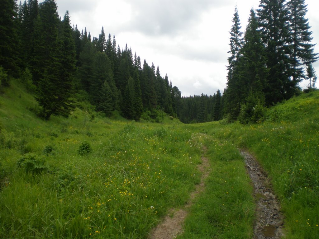 дорога в лес
