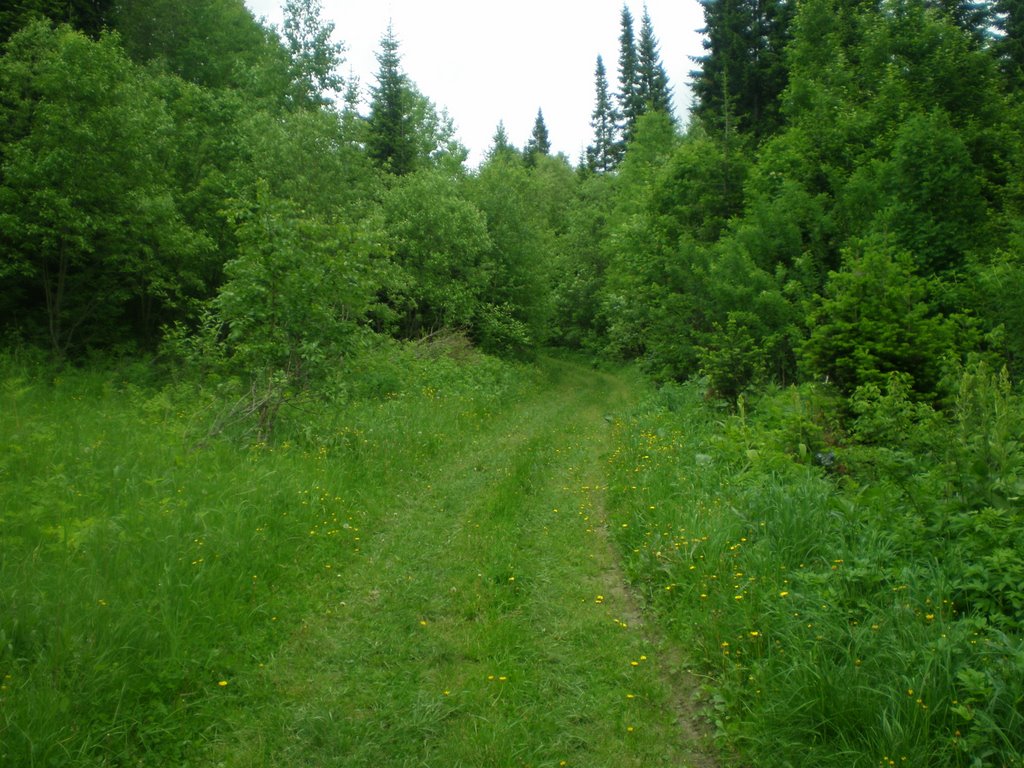 лесная дорога