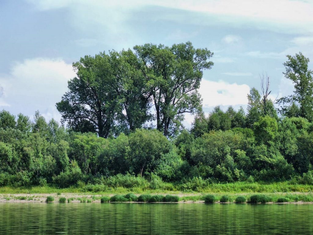Чёрный тополь. Black poplar.