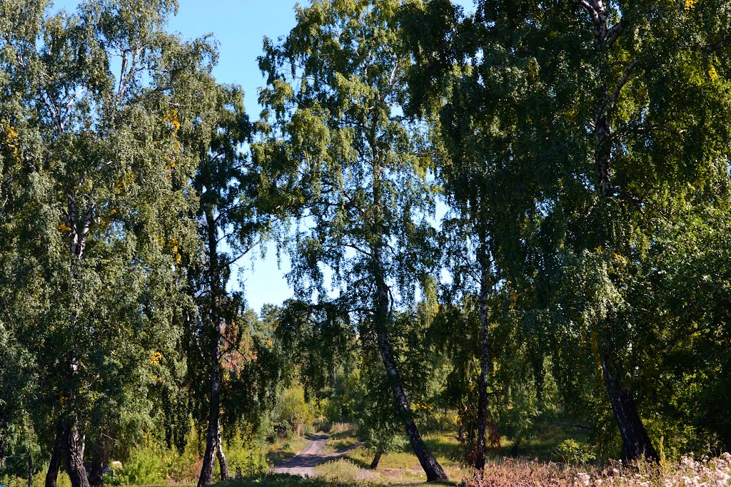 Маленькая часть леса
