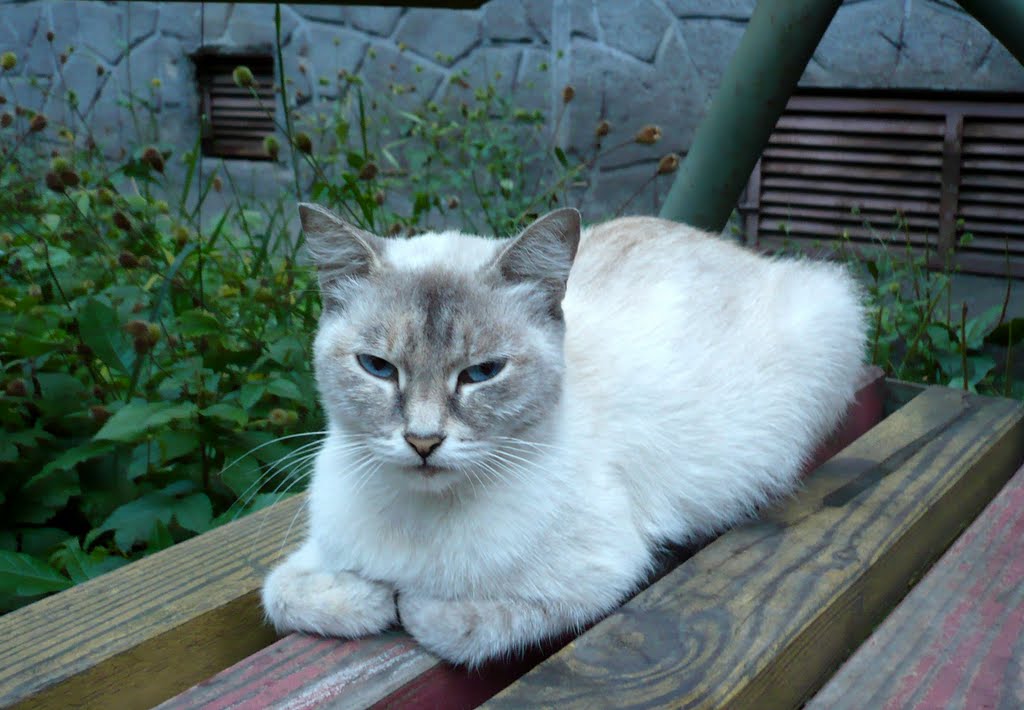Коты. Отдых у подъезда