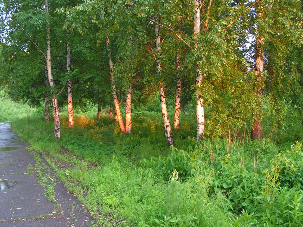 Предзакатное золото