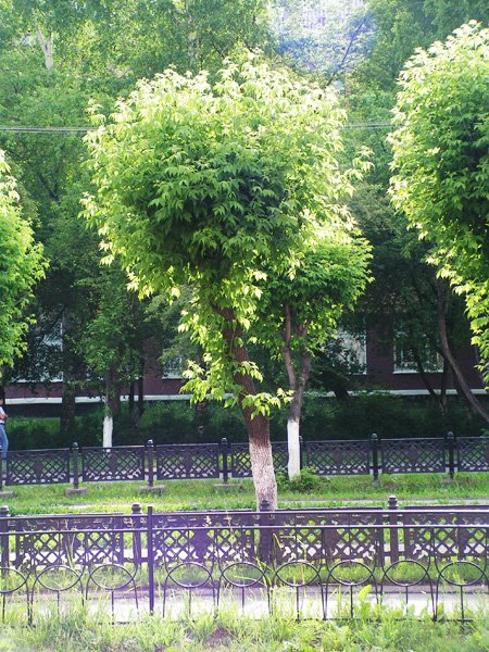 Ореол