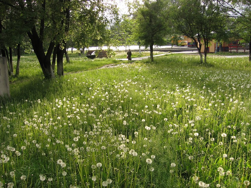 Поляна с одуванчиками, июнь 2006