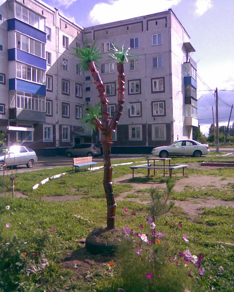 Пальма