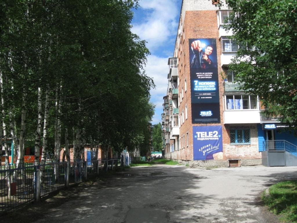 Birches near Nogradsky street.