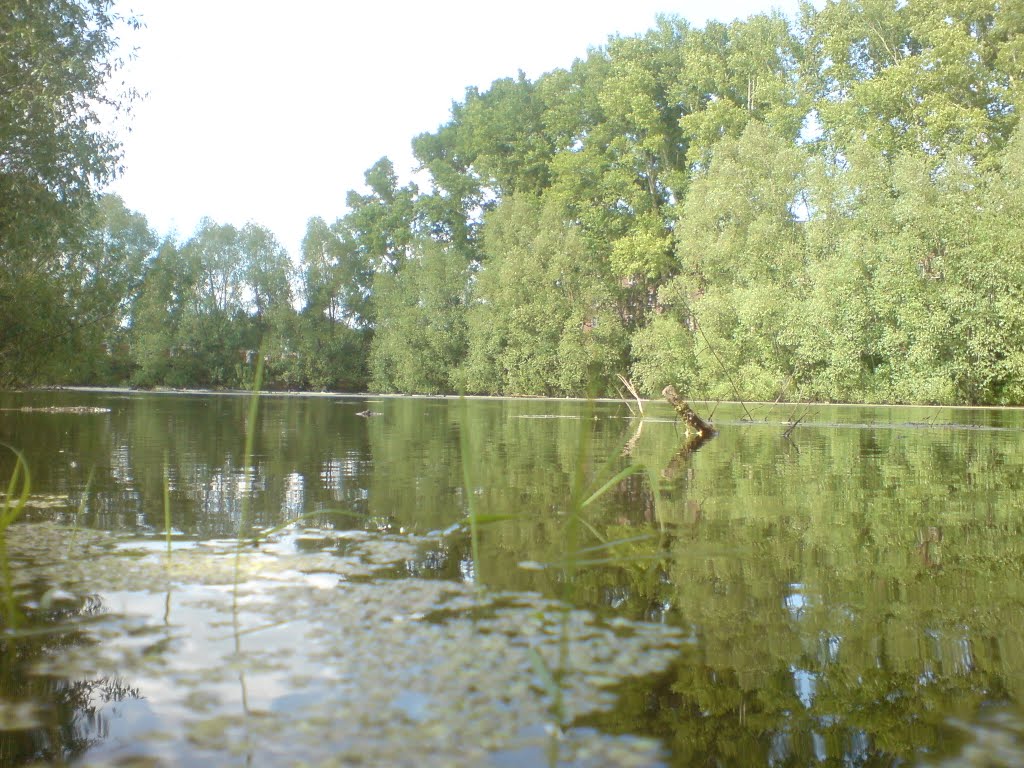 Пруд на больничке