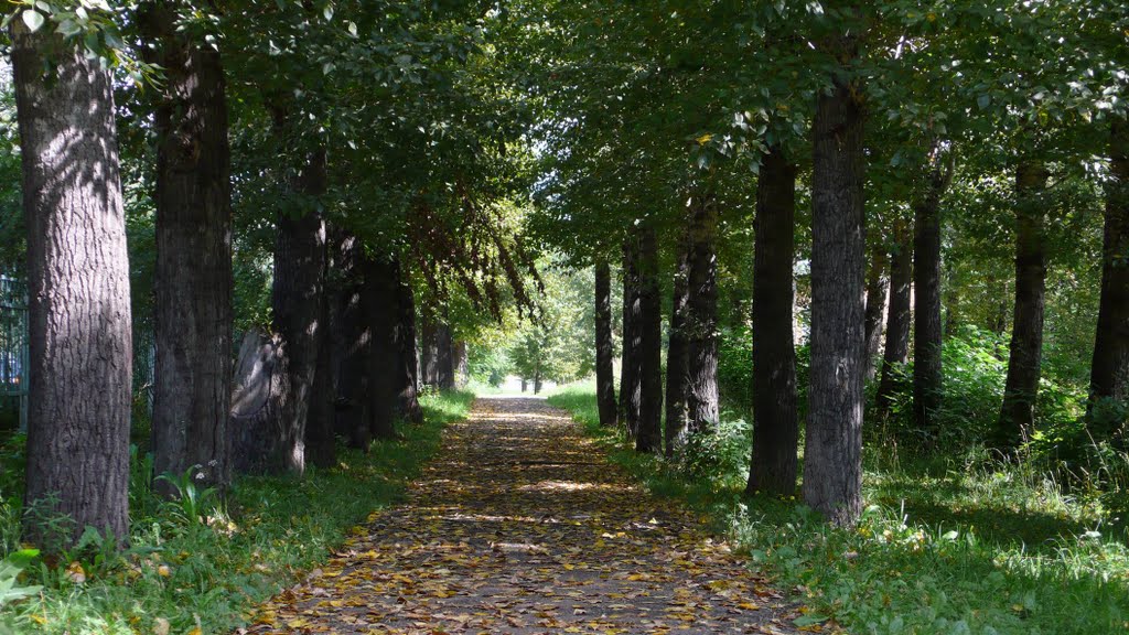 Аллея в парке имени Пушкина.