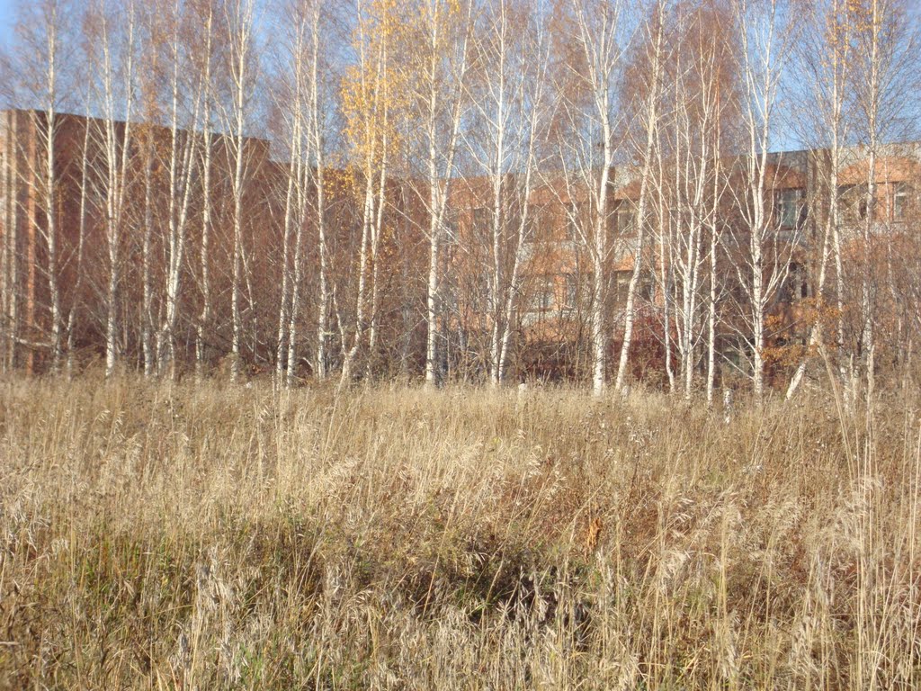 школа 8