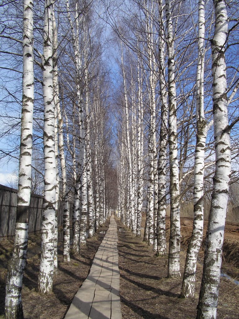 Березовая аллея на ул. Лесная