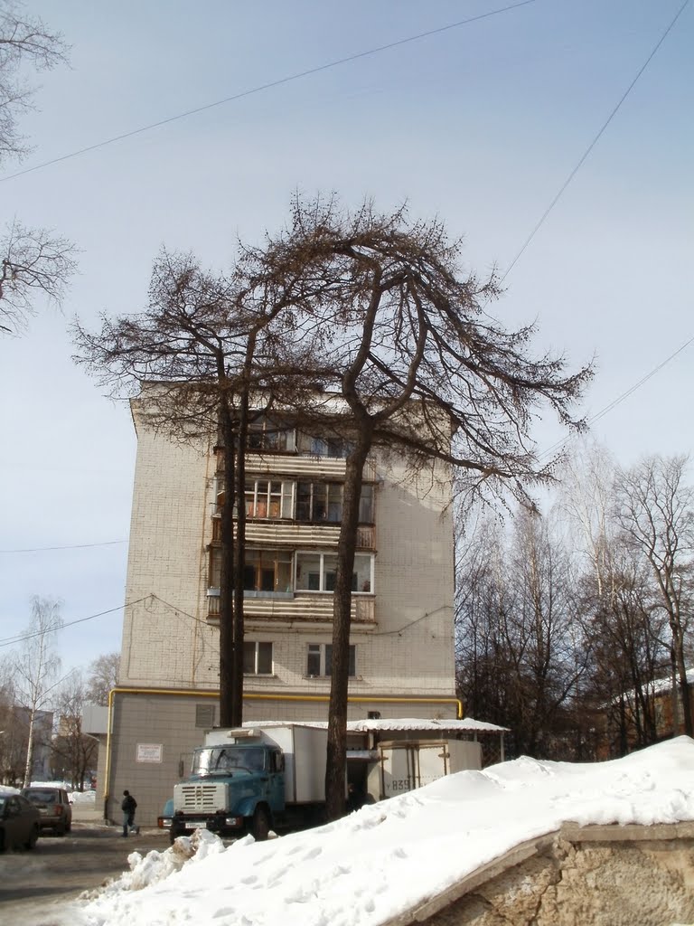 Городские лиственницы