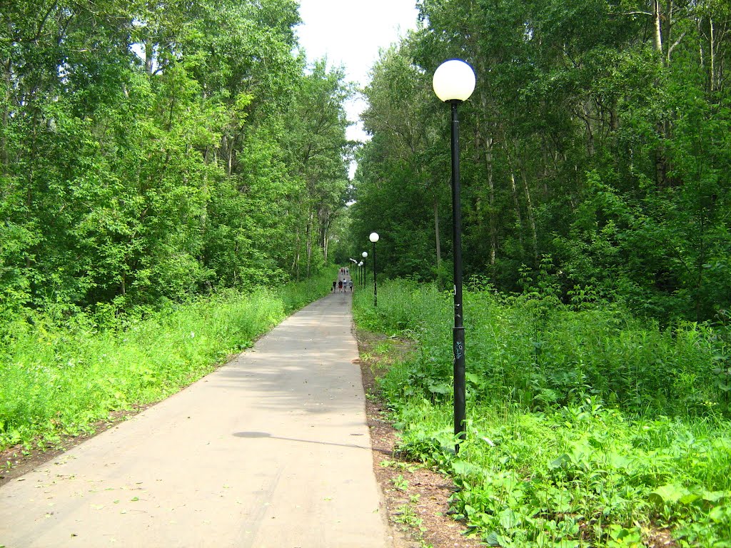 Лыжероллерная трасса