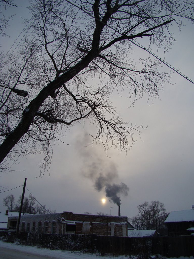дерево11