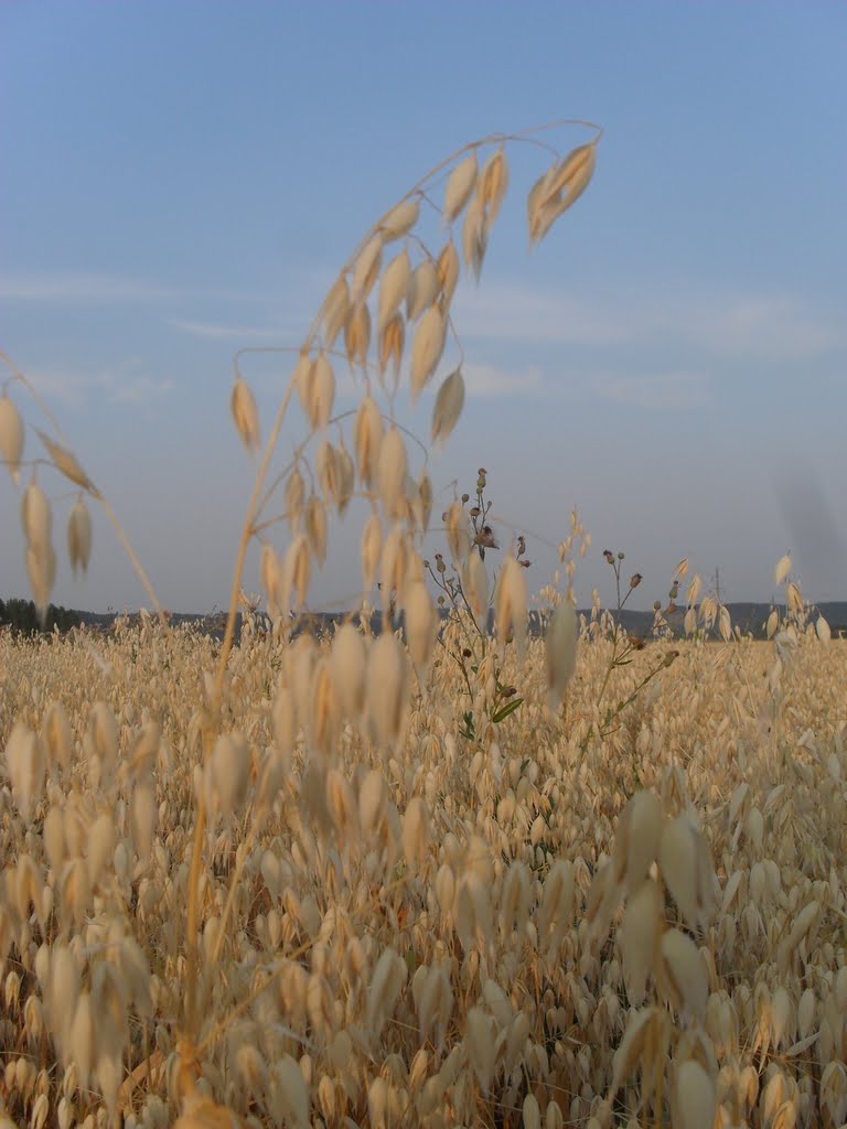 Овёс(oat)