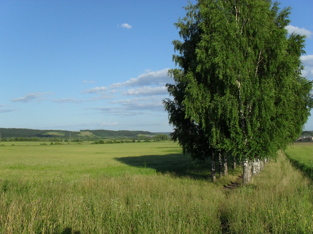 Берёзы(birchs)