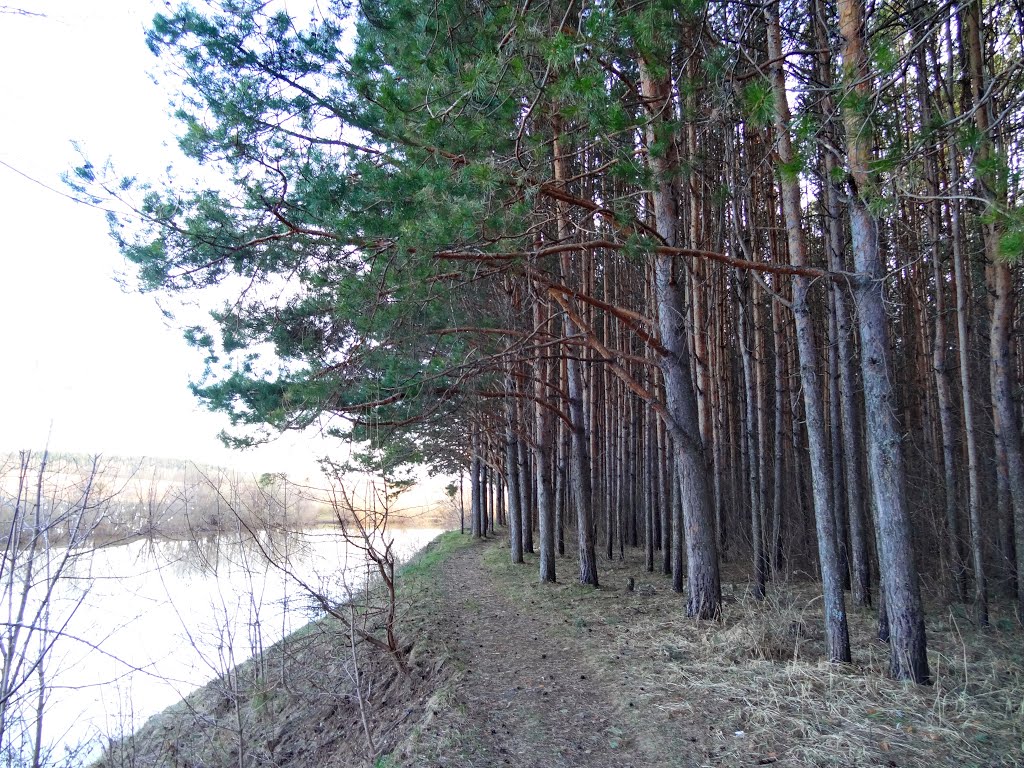 Сосновый бор р. Воя г. Нолинск