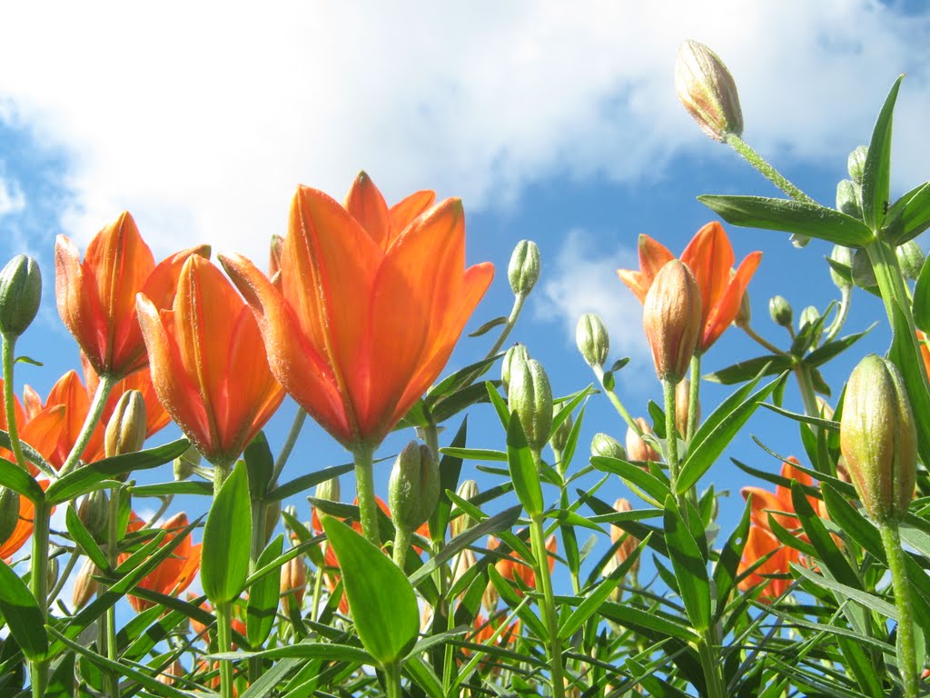 Flowers