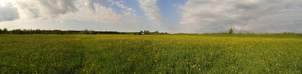 A field of dandelions, Ustie-Village