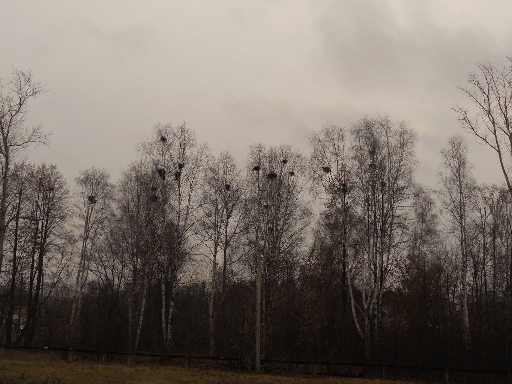 Гнезда на деревьях