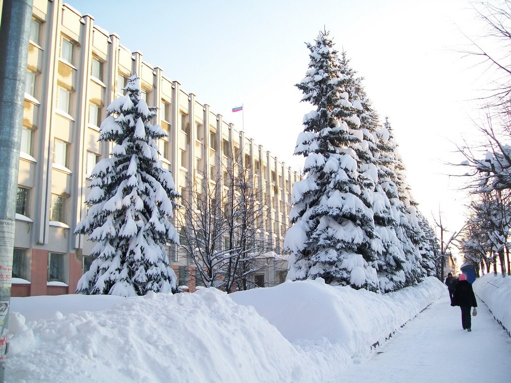 Ели у Белого дома
