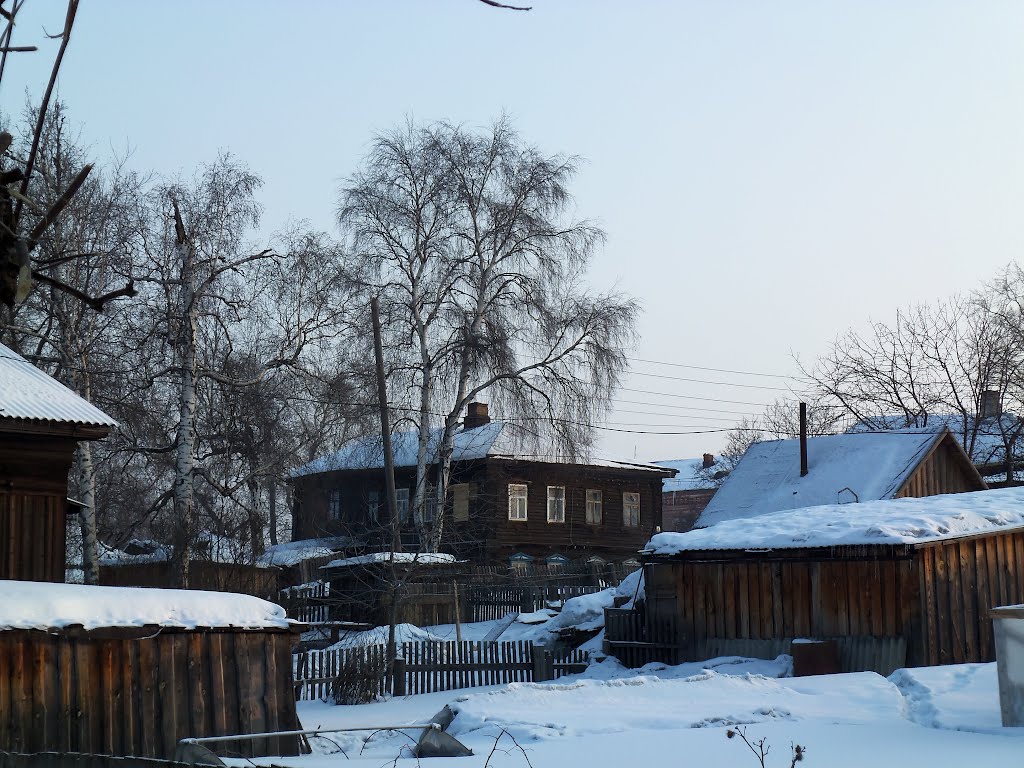 Берёзы