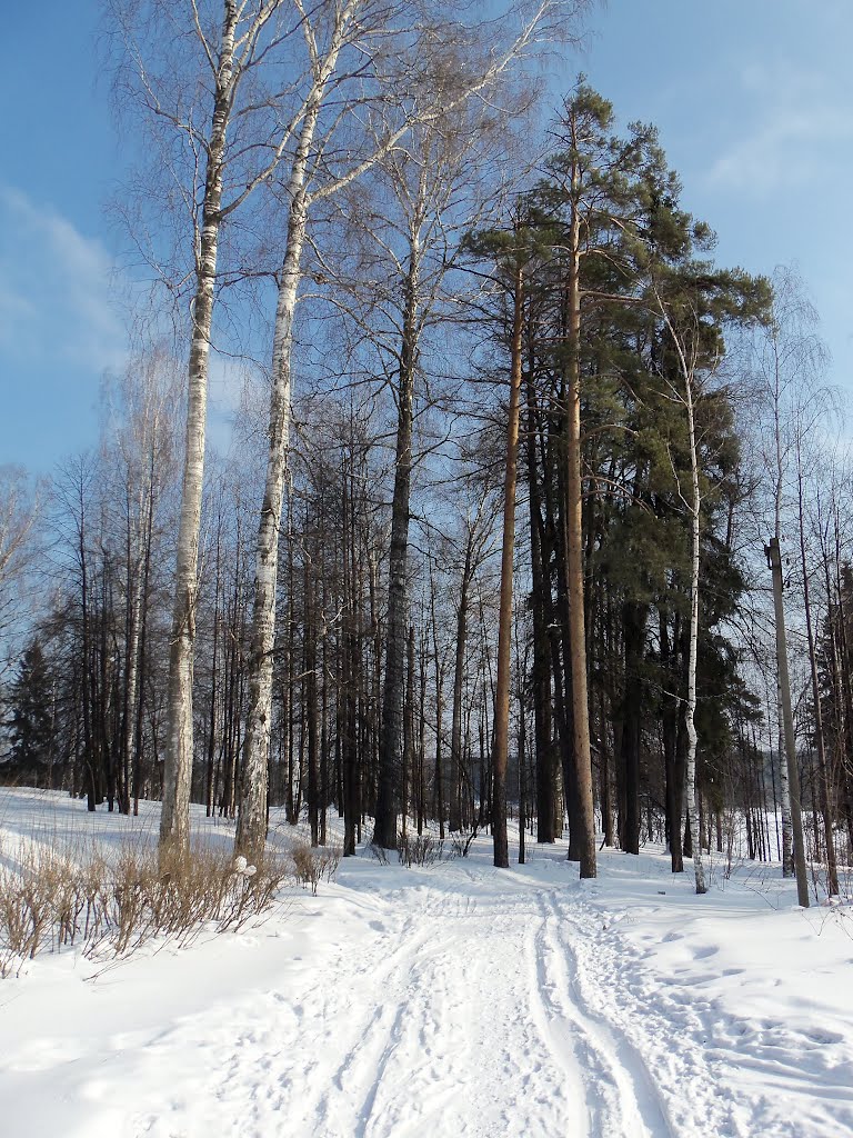 Лыжня в парке