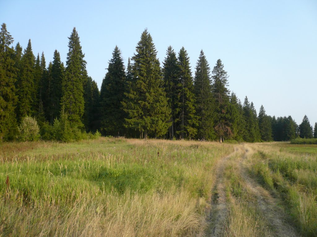 На лугах у леса