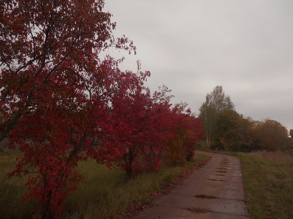 Осенняя тропа