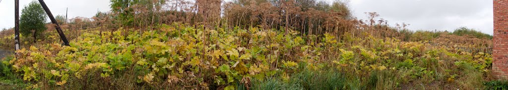 Опасносте! Heracleum атакуэ