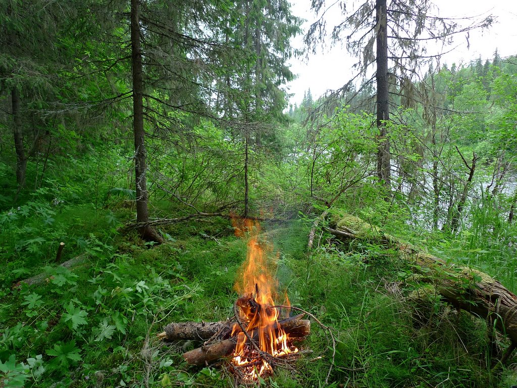 Лесная грелка :: Fire in wood