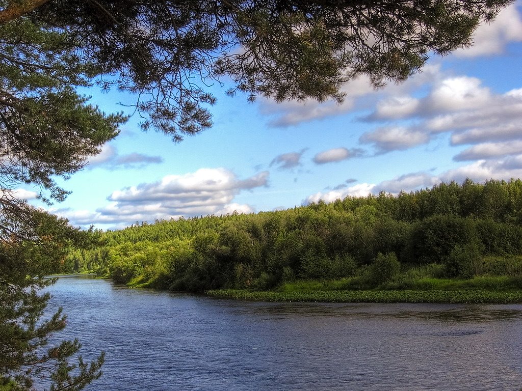 Вид с дерева